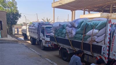 محافظة بني سويف: توريد 282 ألف طن قمح للشون والصوامع