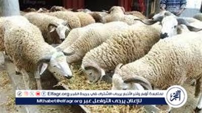 قبل عيد الأضحى دليلك الكامل لشراء الأضحية 2025.. الأسعار، الشروط، والنصائح الشرعية