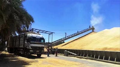 محافظ أسوان: 91 ألف و937 طن توريد واستلام القمح للموسم الحالى