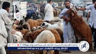 ارتفاع طفيف في أسعار الأضاحي استعدادًا لعيد الأضحى 2025..الخروف بـ12 ألف والعجل يصل إلى 80 ألف