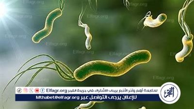 هيئة الدواء المصرية توضح: 3 عادات صحية للوقاية من جرثومة المعدة