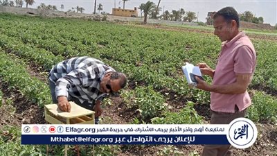 حملة موسعة لمتابعة مكافحة آفات القطن بإطسا في الفيوم