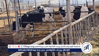 إنقاذ 2000 رأس ماشية حلابة من حريق هائل بإحدى المزارع بمركز أبوصوير في الإسماعيلية 