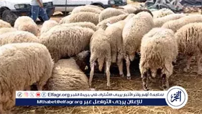 الأزهر يصدر دليلًا إرشاديًا حول الأضحية.. 16 معلومة شرعية لا غنى عنها في عيد الأضحى