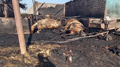 نفوق 12 رأس ماشية بحريق بحظيرة مواشي في القليوبية