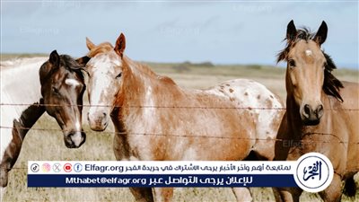 كيف تميز الخيول العربية الأصيلة ؟.. الاتحاد المصري للفروسية يوضح
