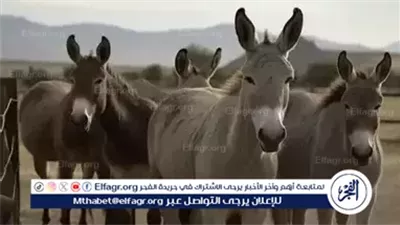 في اليوم العالمي للحمار.. تكريم الكائن الصبور 