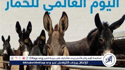 استخدام حليب الحمير في مستحضرات التجميل يثير الجدل في اليوم العالمي للحمار