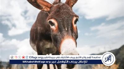 في اليوم العالمي للحمير.. نقيب الفلاحين يحذر من خطر انقراضها في مصر