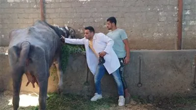 تحصين 113014 رأس ماشية ضد مرضي الحمى القلاعية والوادي المتصدع بالفيوم 