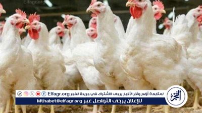 أسعار الفراخ البيضاء اليوم الأحد 11-5-2025 في الدقهلية