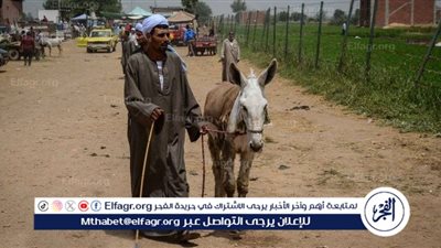 نقيب الفلاحين: تكلفة تربية «الحمار🦓» شهريًا تصل إلى 3 آلاف جنيه