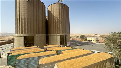 توريد 112781 طن قمح بمحافظة قنا منذ بدء الموسم وسط متابعة يومية وتسهيلات للمزارعين