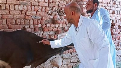 تفاصيل الحملة القومية الأولى ضد مرض الحمى القلاعية وحمى الوادى المتصدعة أسوان 