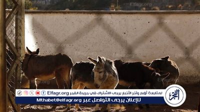 أول تعليق من هيئة الخدمات البيطرية بشأن تراجع أرقام الحمير في مصر