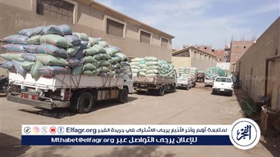شون وصوامع المنيا تستقبل 315 ألف طن من القمح ضمن موسم توريد 2025.