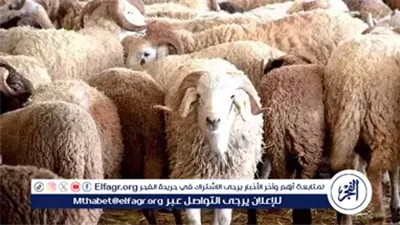 أسعار الأضاحي 2025 في مصر.. ارتفاع طفيف في الكيلو القائم واقبال متزايد مع اقتراب عيد الأضحى