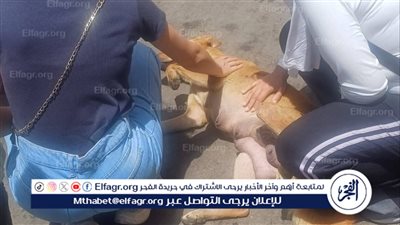 الطب البيطري بالإسماعيلية يتابع حملاته المكثفة لتحصين الكلاب الضالة