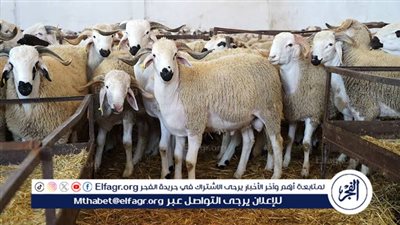 عيد الأضحى 2025.. أحكام شرعية يجب معرفتها قبل الشراء