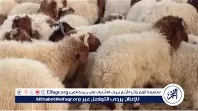 القاهرة تستعد لعيد الأضحى بمعارض لحوم وأضاحي و