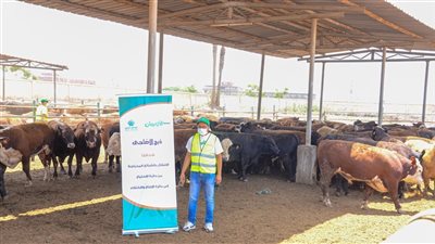 تضامن أسوان:الاستعداد لذبح 30 عجل بلدى خلال أيام التشريق فى (3)مجازر 