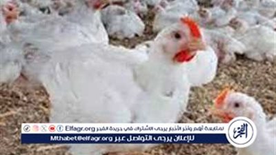 بورصة الدواجن.. أسعار الفراخ البيضاء اليوم الجمعة 12-9-2025 في قنا