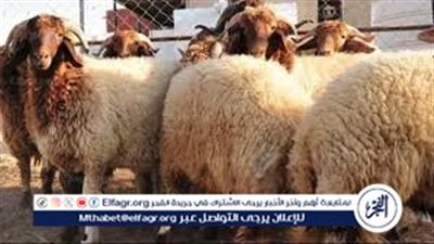 دليل ربة المنزل في تنظيف ذبائح الأضحية من الألف للياء 🐑