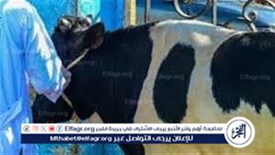 من المطبخ إلى المائدة 🐑: رحلة تنظيف الذبائح وتحضيرها للطهي