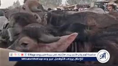 تنظيف الذبائح في عيد الأضحى.. خطوات بسيطة لنتائج مبهرة