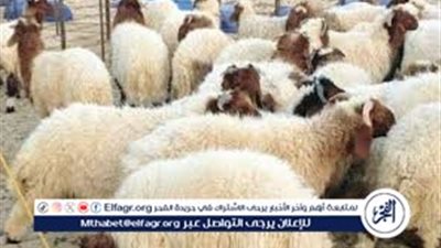 تعرف على أهم الأدوات التي لا غنى عنها لتنظيف الأضحية بسهولة وسرعة