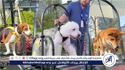 افتتاح أول صالة ألعاب رياضية للحيوانات الأليفة في الصين.. رفاهية جديدة على جهاز المشي