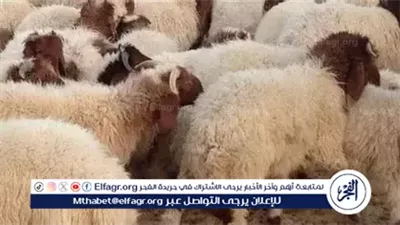 محافظة القاهرة تُحذر من الذبح في الشوارع خلال عيد الأضحى.. غرامات تصل إلى 10 آلاف جنيه 
