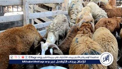 أماكن منافذ وزارة الزراعة لحجز الأضاحي 2025.. أسعار مخفضة لتخفيف العبء عن المواطنين