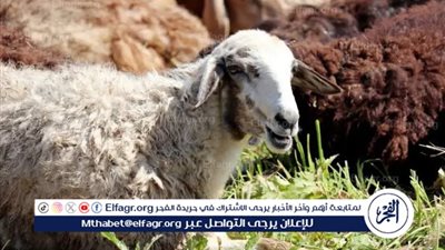 وزارة الزراعة توفر الأضاحي واللحوم بأسعار مخفضة استعدادًا لعيد الأضحى 2025