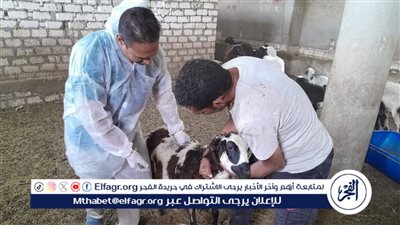 بيطرى الأقصر: يرفع درجة الإستعداد القصوى لاستقبال عيد الأضحى المبارك