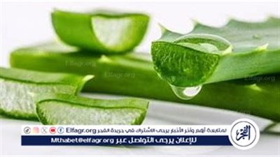 علماء يبتكرون علاجًا مشتقًا من نبات يشبه الصبار لتخفيف آلام السرطان المستعصية