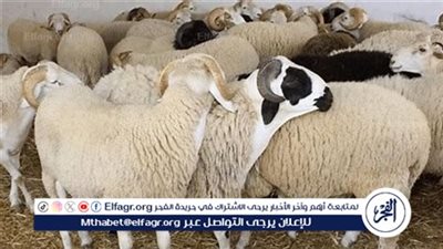 الخدمات البيطرية تعلن تقديم خدمة الذبح المجاني والآمن للأضاحي وفق الشروط الشرعية والصحية استعدادًا لعيد الأضحى