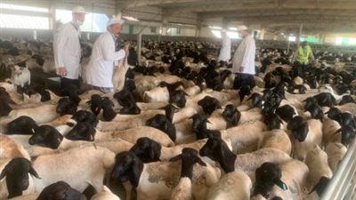 الزراعة: المجازر الحكومية تستقبل أكثر من 9800 أضحية خلال أول أيام العيد