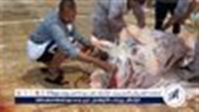 لليوم الثاني.. أهالى الأقصر يذبحون الأضاحى لتوزيعها علي الأسر الاكثر احتياجا فى عيد الأضحى