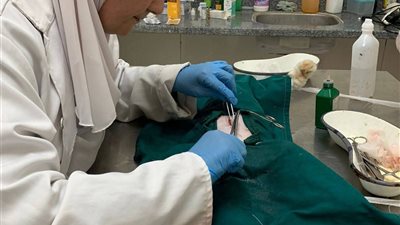 نجاح عملية ولادة قيصرية لقطة بمركز طب وجراحة الحيوانات الأليفة بالغربية