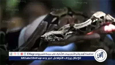 فلبيني يعالج المرضى بلدغات الأفاعي.. وتحذيرات من مخاطر السم رغم شعبيته المتزايدة