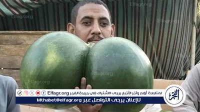 بالصور.. انتشار البطيخ الملتصق في أسواق الأقصر