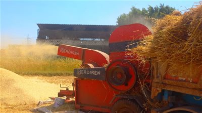 مصرع سيدة التهمتها ماكينة دراس القمح بالمحلة