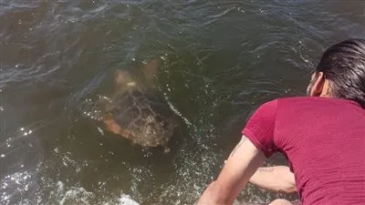 وزيرة البيئة تعلن ثاني عملية إنقاذ لسلحفاة بحرية مرقمة من دولة اليونان