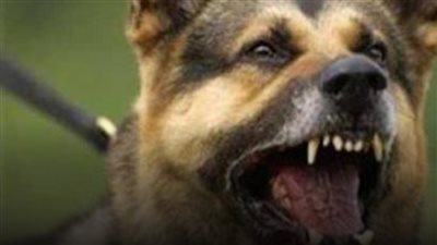 قرار من النيابة بشأن عامل تعدي علي كلب 