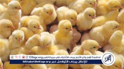 سعر الكتكوت الأبيض اليوم.. حالة من التذبذب في الأسواق المحلية