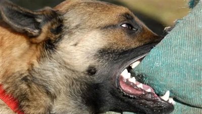 كلب ضال يعقر 5 أشخاص بينهم أطفال بكحك بحري في الفيوم