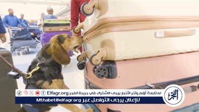 «بسبب كلب شمّ ريحة المحشي»🐕🥙.. ترحيل مواطن مصري من أمريكا