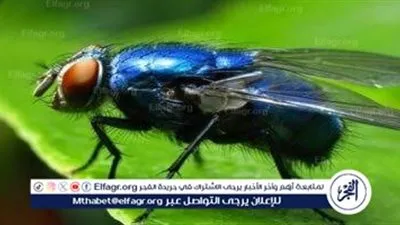 نكبة بيئية في حيفا المحتلة بسبب ذباب «دروسوفيلا» 