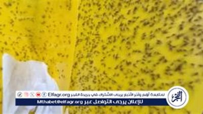 إعلام عبري: ذباب مصري يغزو حيفا ويثير الذعر في الأحياء الراقية (تفاصيل)